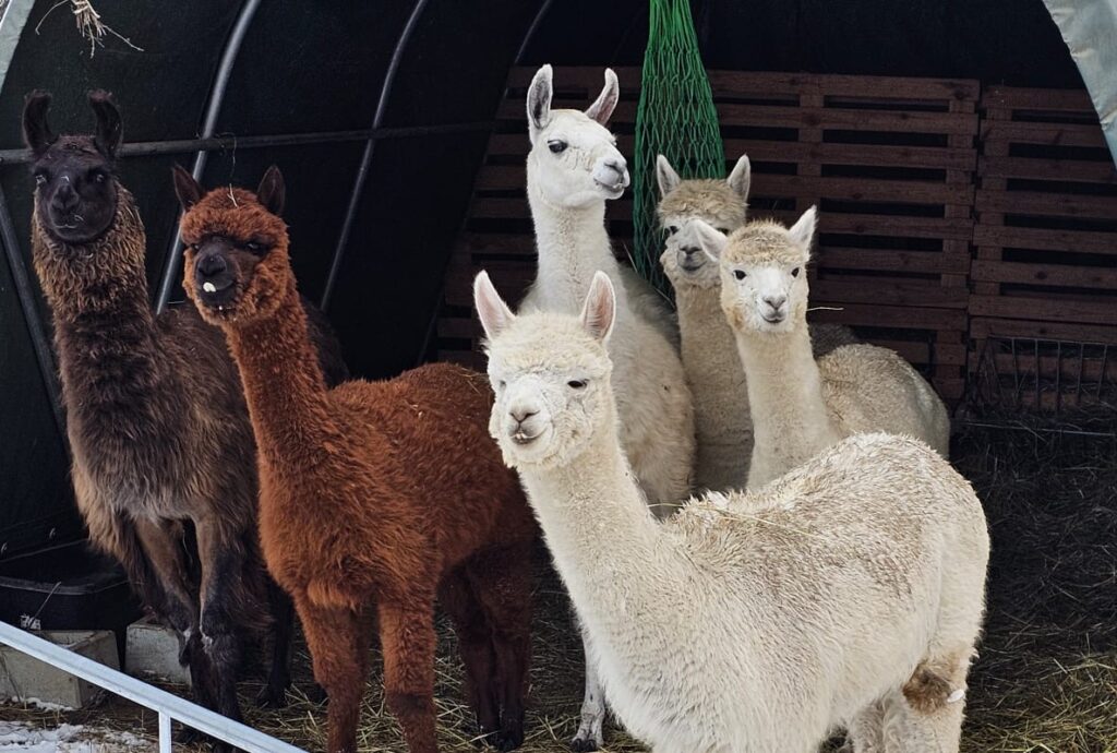 Loui, Schokobär Ferdi, Rudi, Havanero, Sandero